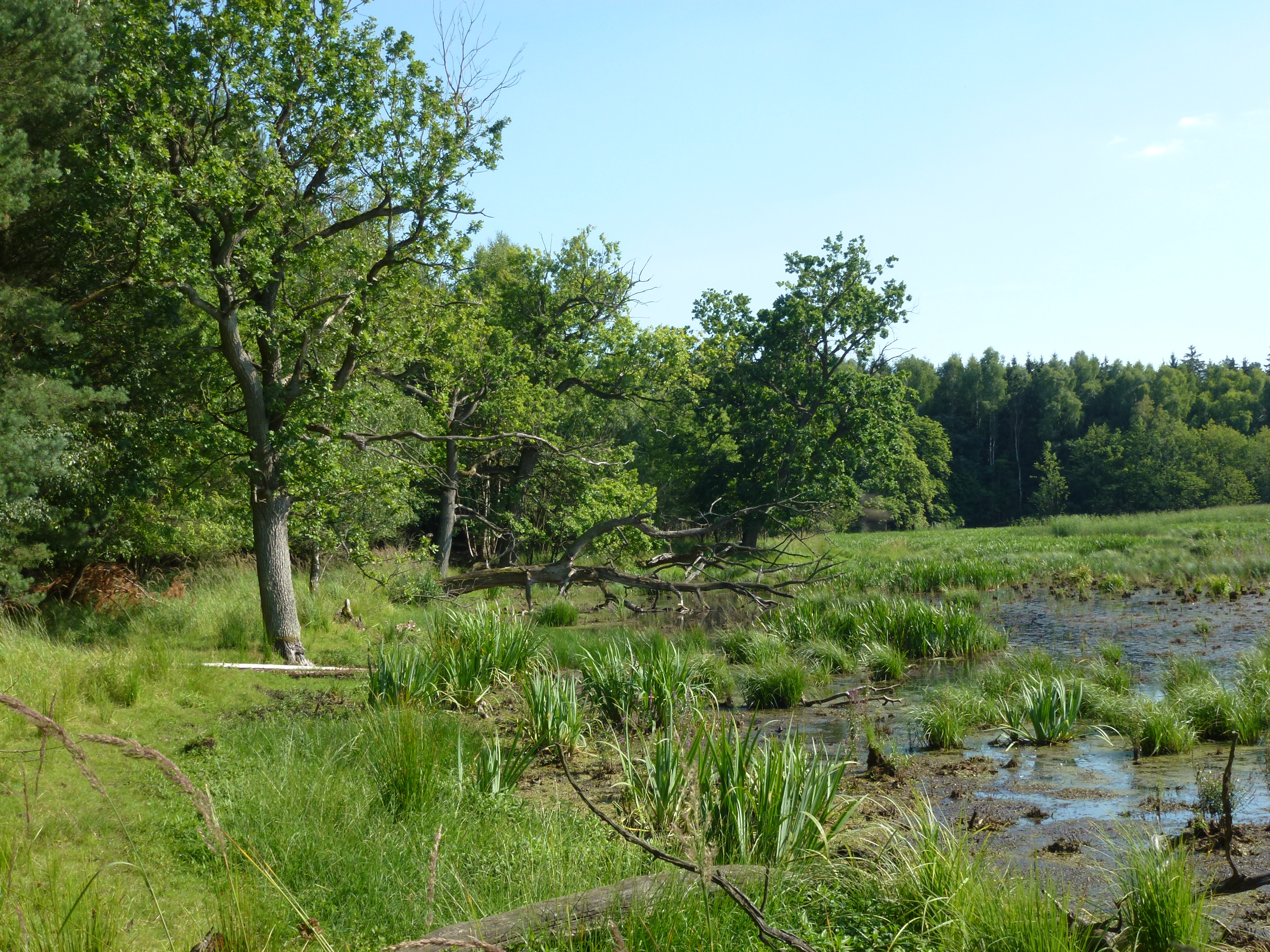Landschaftsaufnahmen aus der Zerweliner Heide, Brandenburg, Uckermark, Deutschland. landscapes in Zerweliner Heide, Brandenburg, Uckermark, Germany.